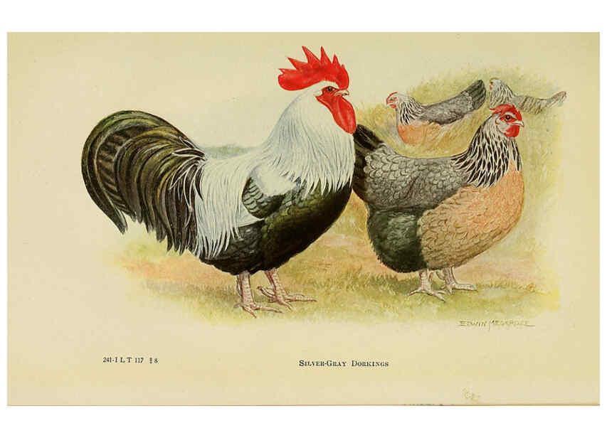 Reproducción/Reproduction 6220286451: The book of poultry New York,The Macmillan Company,1921