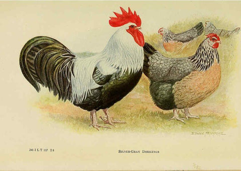 Reproducción/Reproduction 6220286451: The book of poultry New York,The Macmillan Company,1921