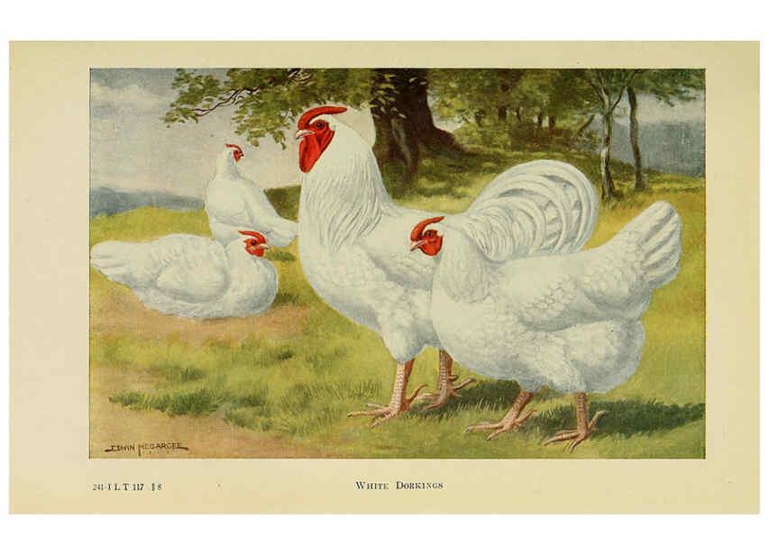 Reproducción/Reproduction 6220286683: The book of poultry New York,The Macmillan Company,1921