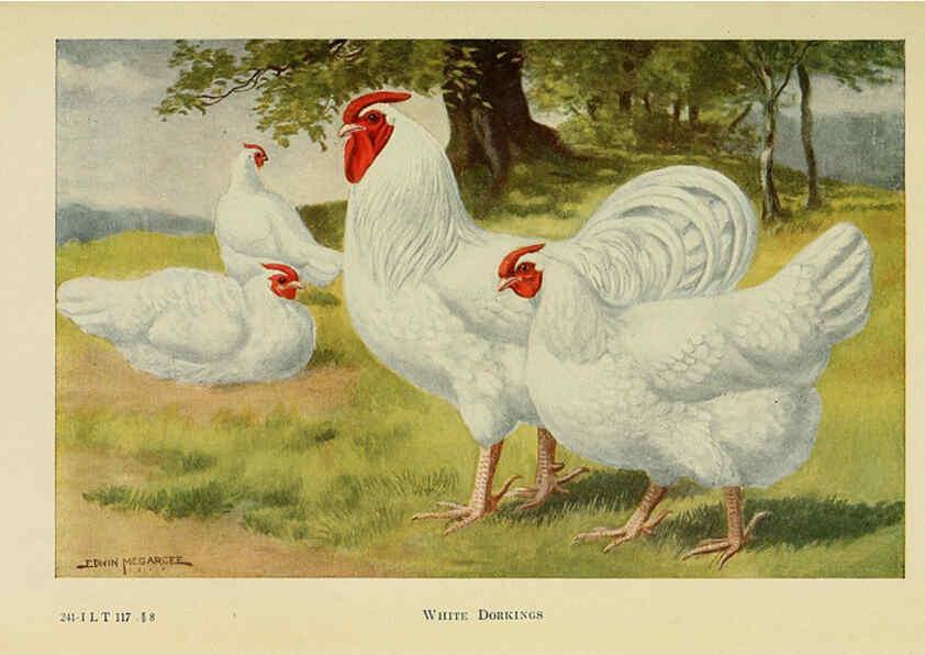 Reproducción/Reproduction 6220286683: The book of poultry New York,The Macmillan Company,1921