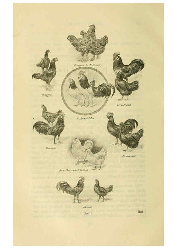 Reproducción/Reproduction 6220285163: The book of poultry New York,The Macmillan Company,1921