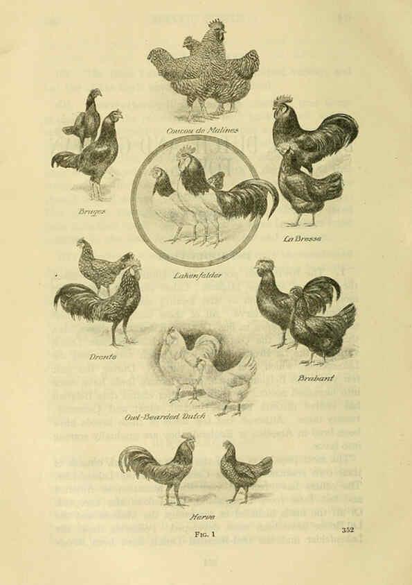 Reproducción/Reproduction 6220285163: The book of poultry New York,The Macmillan Company,1921