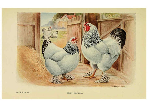 Reproducción/Reproduction 6220282819: The book of poultry New York,The Macmillan Company,1921