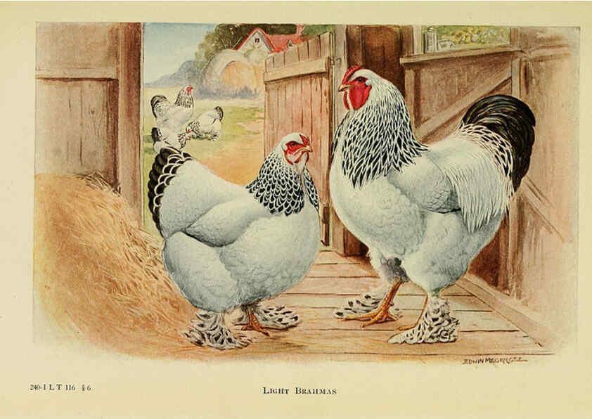 Reproducción/Reproduction 6220282819: The book of poultry New York,The Macmillan Company,1921