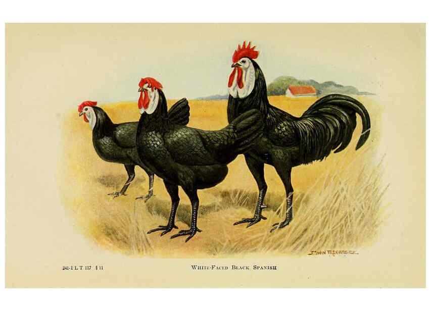 Reproducción/Reproduction 6220291201: The book of poultry New York,The Macmillan Company,1921