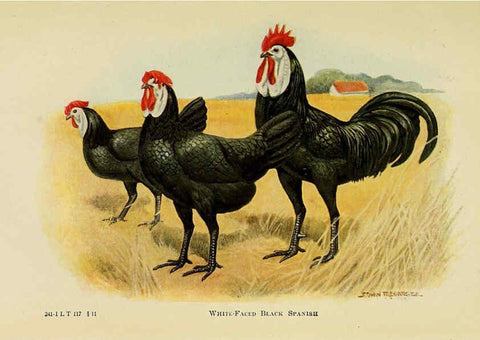Reproducción/Reproduction 6220291201: The book of poultry New York,The Macmillan Company,1921