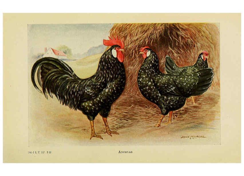 Reproducción/Reproduction 6220291627: The book of poultry New York,The Macmillan Company,1921