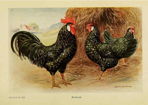 Reproducción/Reproduction 6220291627: The book of poultry New York,The Macmillan Company,1921