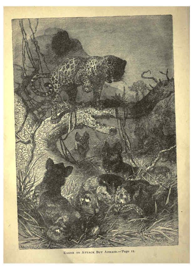 Reproducción/Reproduction 6220539933: Forest and jungle, or, Thrilling adventures in all quarters of the globe Chicago ;The Werner Company,1896