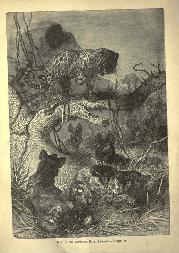 Reproducción/Reproduction 6220539933: Forest and jungle, or, Thrilling adventures in all quarters of the globe Chicago ;The Werner Company,1896