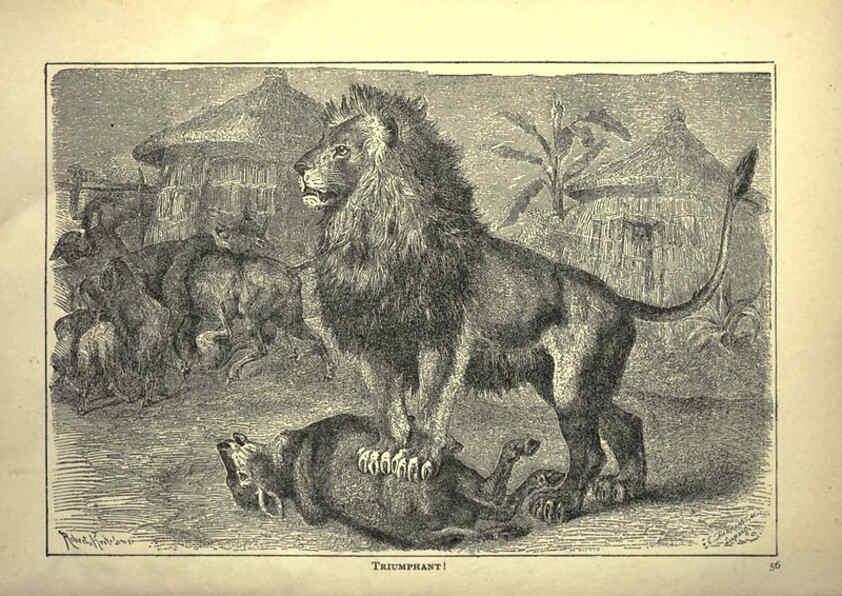 Reproducción/Reproduction 6221062008: Forest and jungle, or, Thrilling adventures in all quarters of the globe Chicago ;The Werner Company,1896