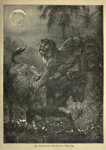 Reproducción/Reproduction 6221062656: Forest and jungle, or, Thrilling adventures in all quarters of the globe Chicago ;The Werner Company,1896