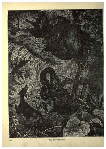 Reproducción/Reproduction 6220542579: Forest and jungle, or, Thrilling adventures in all quarters of the globe Chicago ;The Werner Company,1896