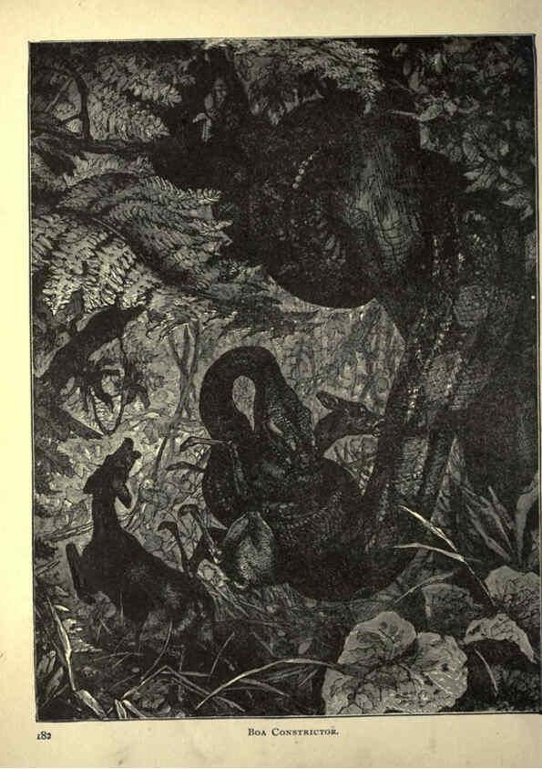 Reproducción/Reproduction 6220542579: Forest and jungle, or, Thrilling adventures in all quarters of the globe Chicago ;The Werner Company,1896