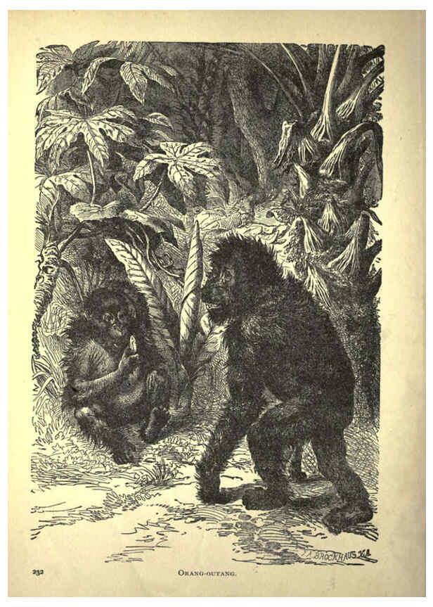 Reproducción/Reproduction 6220543229: Forest and jungle, or, Thrilling adventures in all quarters of the globe Chicago ;The Werner Company,1896