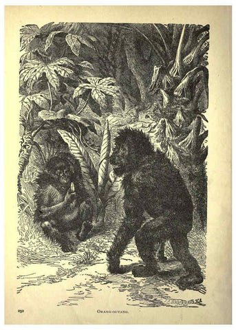 Reproducción/Reproduction 6220543229: Forest and jungle, or, Thrilling adventures in all quarters of the globe Chicago ;The Werner Company,1896