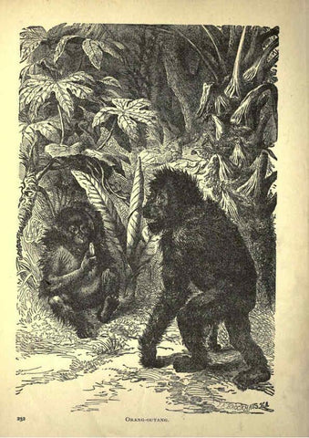 Reproducción/Reproduction 6220543229: Forest and jungle, or, Thrilling adventures in all quarters of the globe Chicago ;The Werner Company,1896