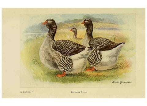 Reproducción/Reproduction 6220296697: The book of poultry New York,The Macmillan Company,1921