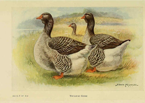 Reproducción/Reproduction 6220296697: The book of poultry New York,The Macmillan Company,1921