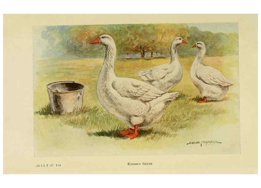 Reproducción/Reproduction 6220817194: The book of poultry New York,The Macmillan Company,1921