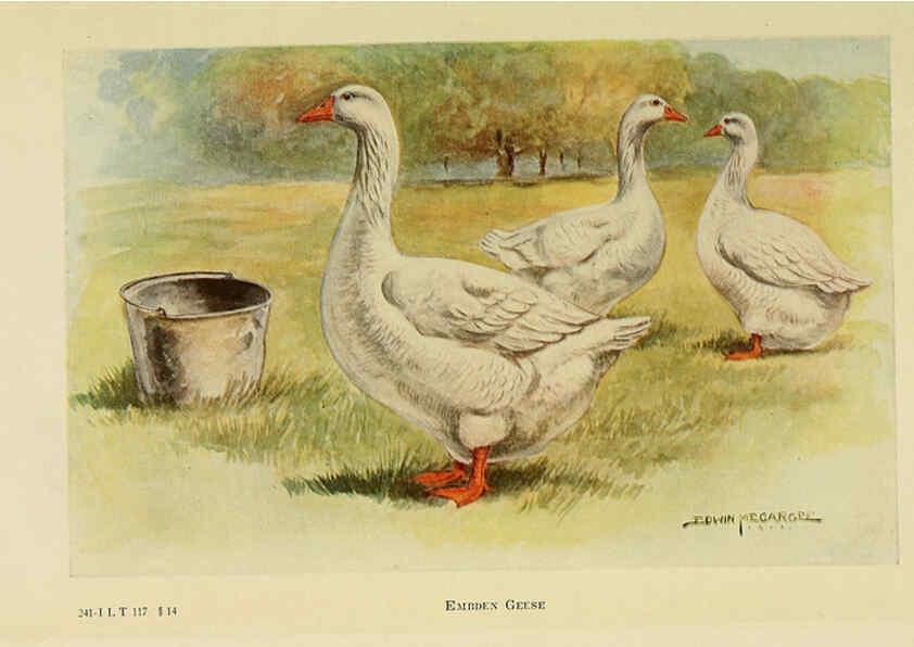 Reproducción/Reproduction 6220817194: The book of poultry New York,The Macmillan Company,1921