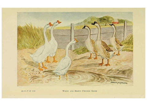 Reproducción/Reproduction 6220296263: The book of poultry New York,The Macmillan Company,1921