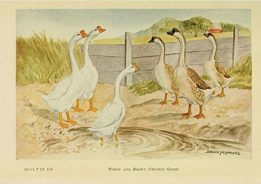 Reproducción/Reproduction 6220296263: The book of poultry New York,The Macmillan Company,1921