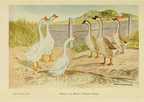 Reproducción/Reproduction 6220296263: The book of poultry New York,The Macmillan Company,1921