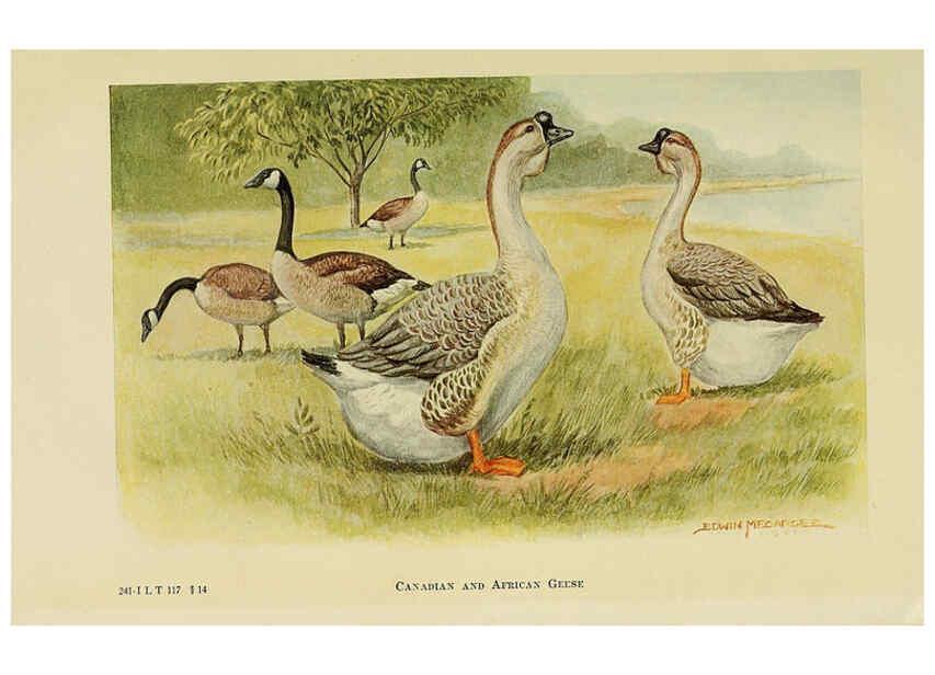 Reproducción/Reproduction 6220295941: The book of poultry New York,The Macmillan Company,1921