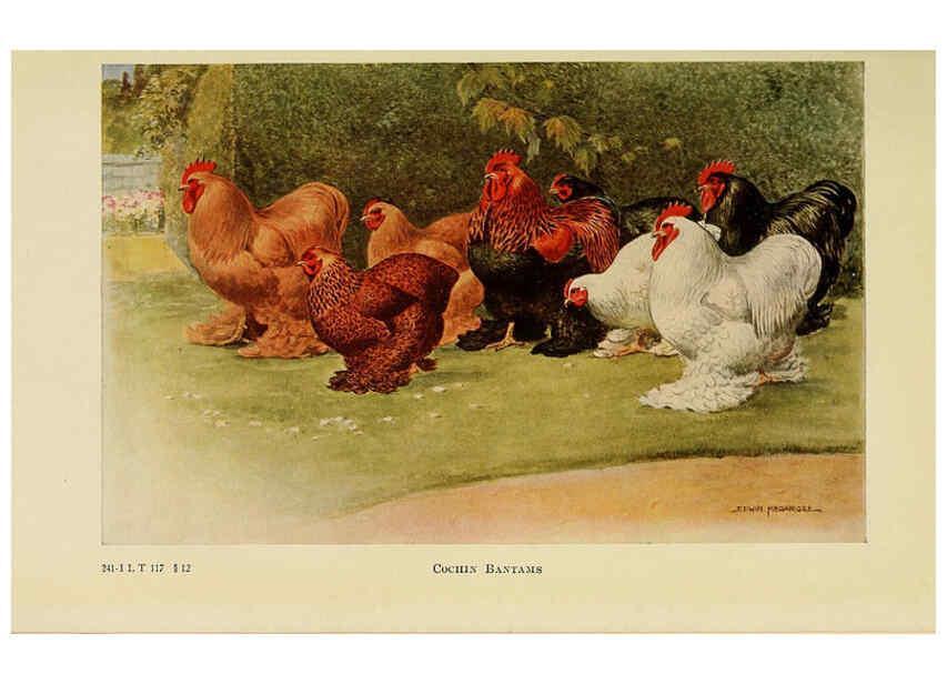Reproducción/Reproduction 6220291875: The book of poultry New York,The Macmillan Company,1921