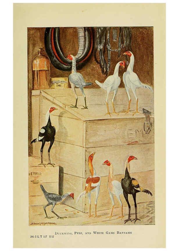 Reproducción/Reproduction 6220292367: The book of poultry New York,The Macmillan Company,1921