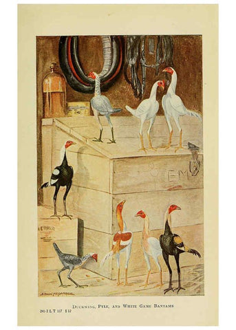 Reproducción/Reproduction 6220292367: The book of poultry New York,The Macmillan Company,1921