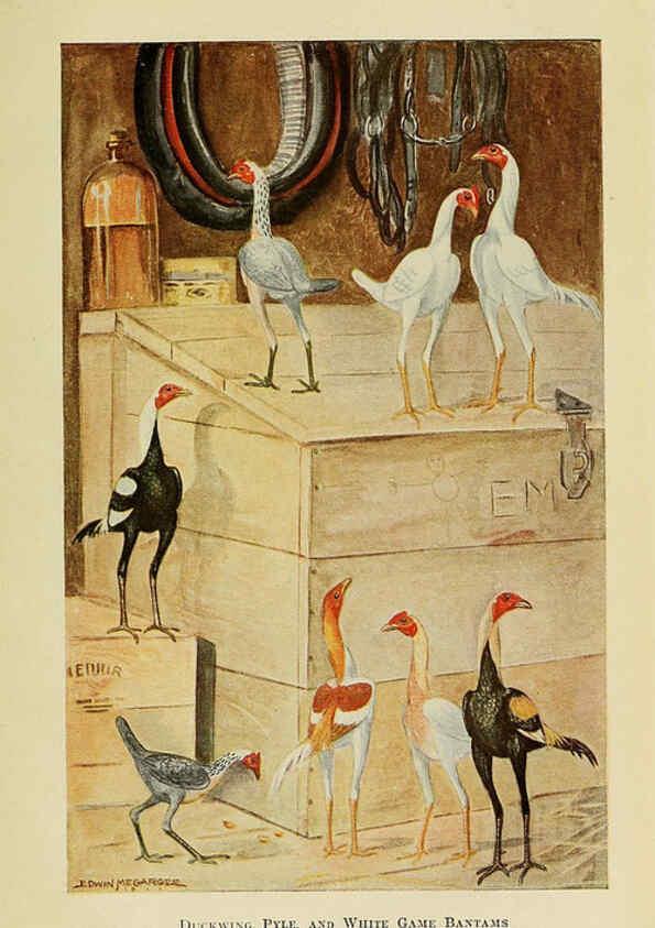 Reproducción/Reproduction 6220292367: The book of poultry New York,The Macmillan Company,1921