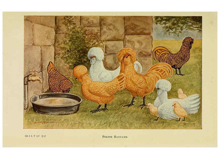Reproducción/Reproduction 6220813548: The book of poultry New York,The Macmillan Company,1921