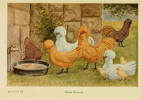 Reproducción/Reproduction 6220813548: The book of poultry New York,The Macmillan Company,1921
