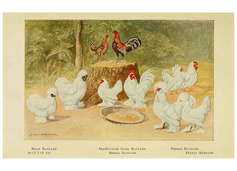 Reproducción/Reproduction 6220293021: The book of poultry New York,The Macmillan Company,1921