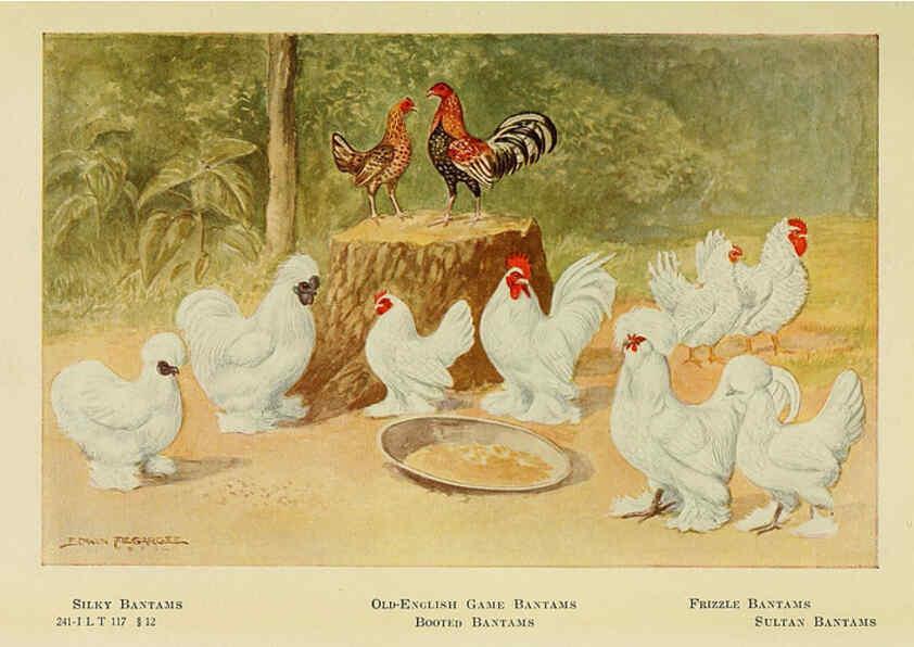 Reproducción/Reproduction 6220293021: The book of poultry New York,The Macmillan Company,1921