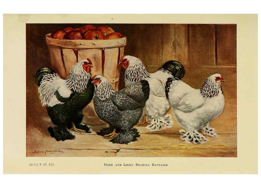 Reproducción/Reproduction 6220812242: The book of poultry New York,The Macmillan Company,1921