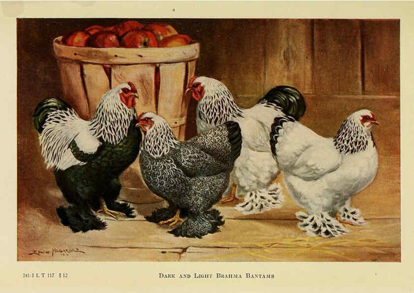 Reproducción/Reproduction 6220812242: The book of poultry New York,The Macmillan Company,1921