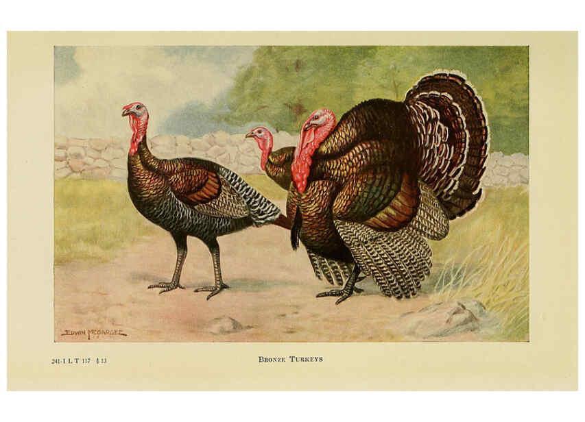 Reproducción/Reproduction 6220293609: The book of poultry New York,The Macmillan Company,1921