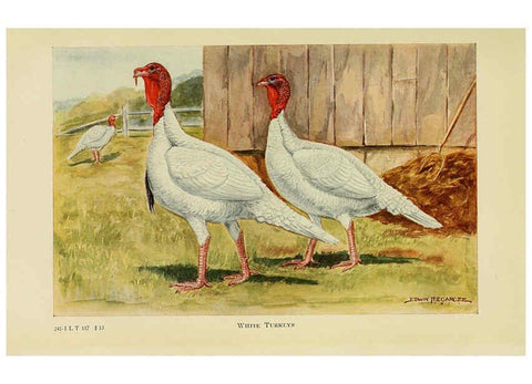 Reproducción/Reproduction 6220814856: The book of poultry New York,The Macmillan Company,1921