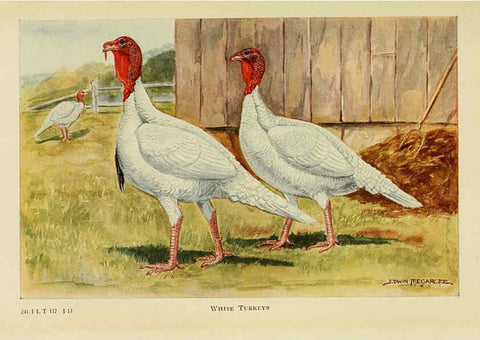 Reproducción/Reproduction 6220814856: The book of poultry New York,The Macmillan Company,1921