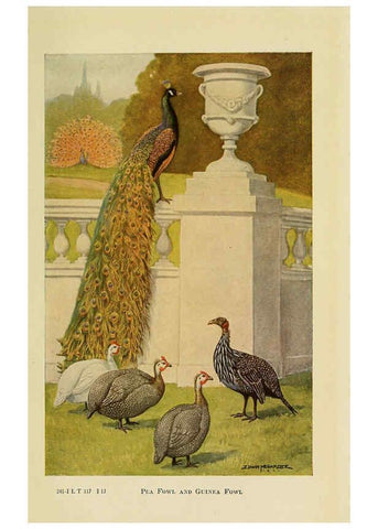 Reproducción/Reproduction 6220815132: The book of poultry New York,The Macmillan Company,1921