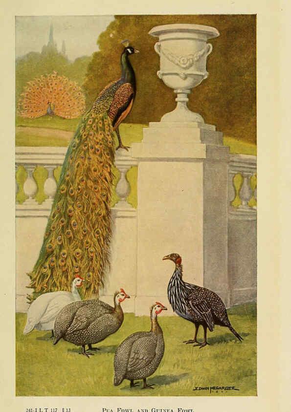 Reproducción/Reproduction 6220815132: The book of poultry New York,The Macmillan Company,1921