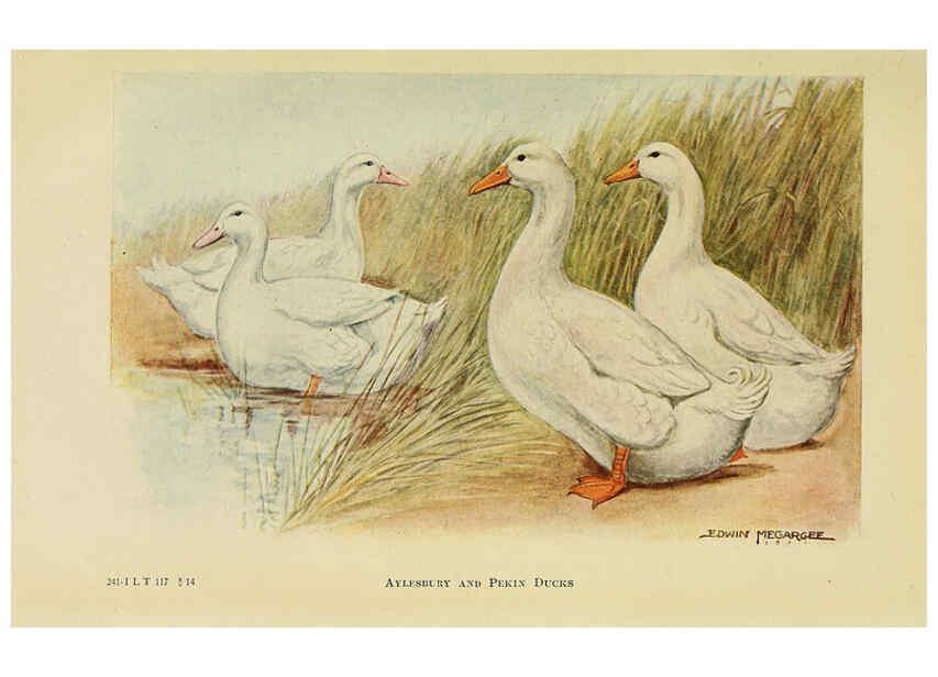 Reproducción/Reproduction 6220815364: The book of poultry New York,The Macmillan Company,1921