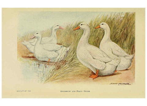 Reproducción/Reproduction 6220815364: The book of poultry New York,The Macmillan Company,1921