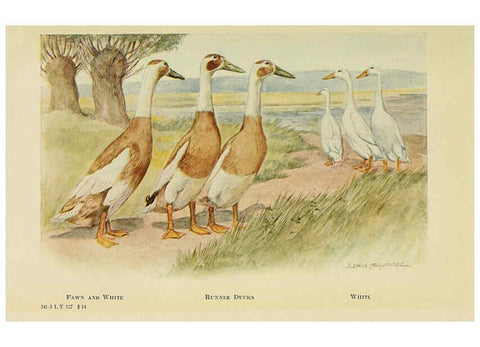 Reproducción/Reproduction 6220295219: The book of poultry New York,The Macmillan Company,1921