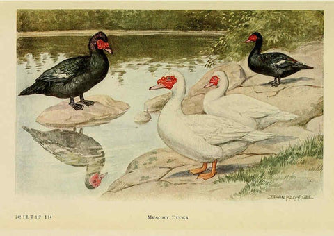 Reproducción/Reproduction 6220816024: The book of poultry New York,The Macmillan Company,1921