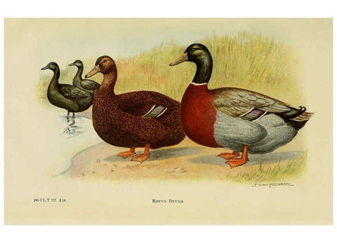 Reproducción/Reproduction 6220816338: The book of poultry New York,The Macmillan Company,1921