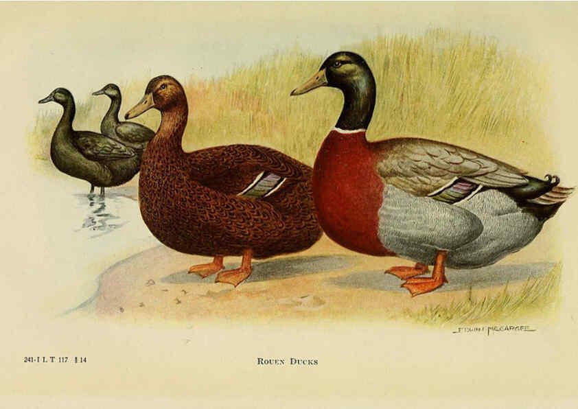 Reproducción/Reproduction 6220816338: The book of poultry New York,The Macmillan Company,1921